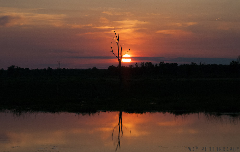 Sunset Osprey