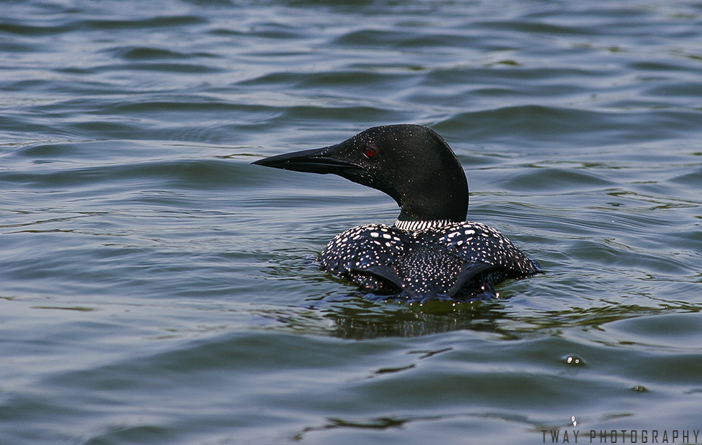 Common Loon