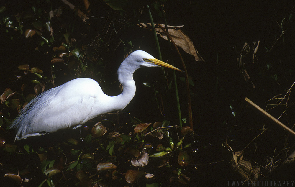 Egret