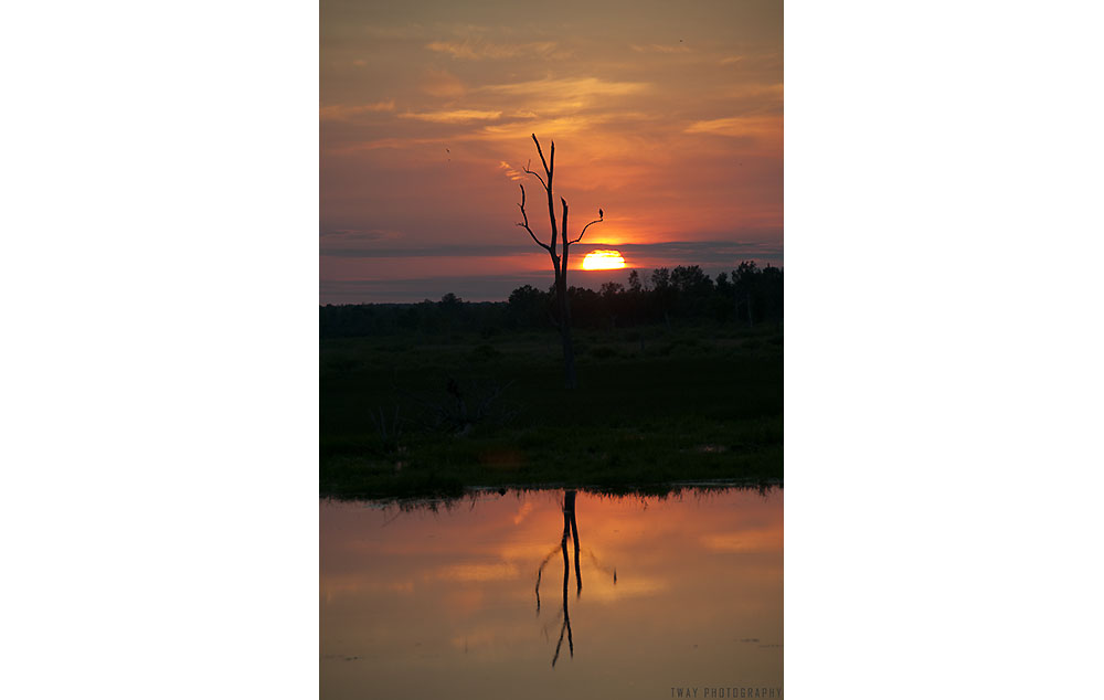 Sunset Osprey