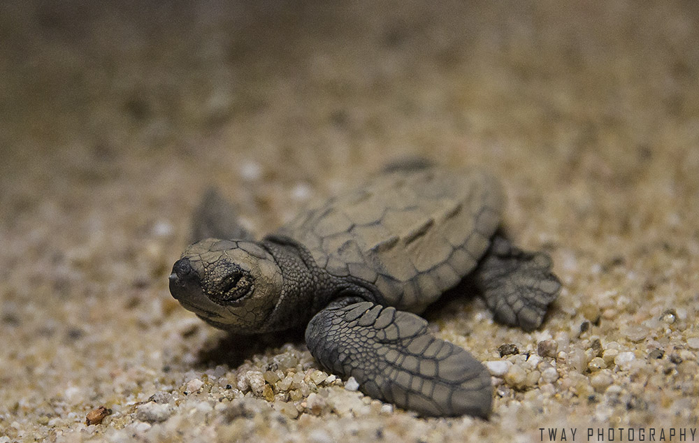 Baby Sea Turtle