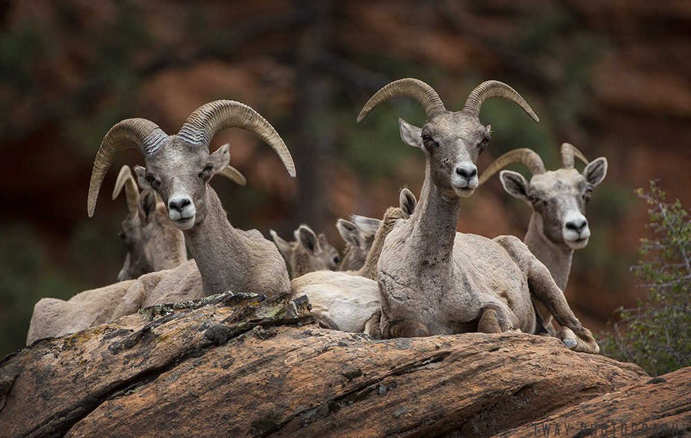 Bighorn Sheep