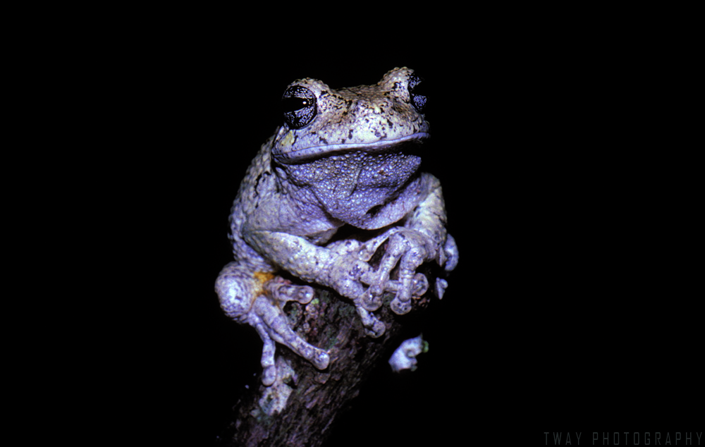 Grey Treefrog