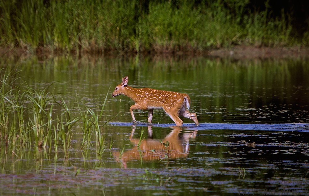 White-tail Fawn